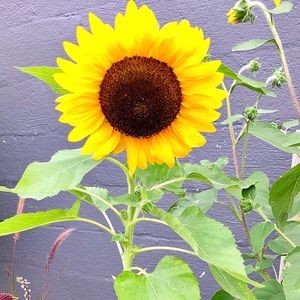 Thank you so much for visiting alltheflowerz! 🌻